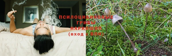 стаф Верея